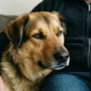 Как понять, что собака вас любит: 10 признаков искренней привязанности к хозяину Как понять, что собака вас любит: 10 признаков искренней привязанности к хозяину